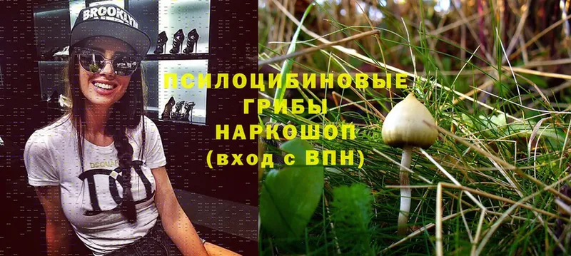 мега сайт  Ковылкино  Псилоцибиновые грибы Magic Shrooms  дарнет шоп 